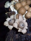 Geastrum schweinitzii image