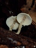 Cystolepiota luteohemisphaerica image