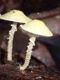 Cystolepiota luteohemisphaerica image