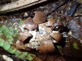 Geastrum triplex image