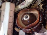 Geastrum triplex image