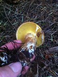 Suillus caerulescens image