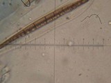 Trichoglossum hirsutum image