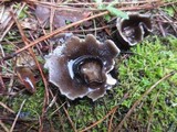 Helvella leucomelaena image