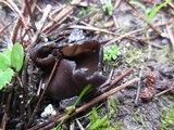 Helvella leucomelaena image