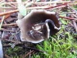 Helvella leucomelaena image