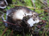 Helvella leucomelaena image