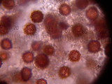 Scleroderma cepa image