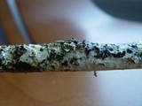 Tomentellopsis echinospora image