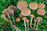 Psilocybe crobula image