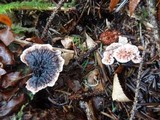 Hydnellum peckii image
