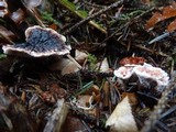 Hydnellum peckii image