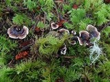Hydnellum peckii image