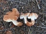 Tricholoma terreum image