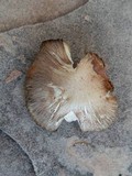 Tricholoma terreum image