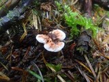 Hydnellum peckii image