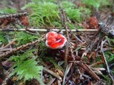 Hydnellum peckii image
