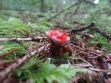Hydnellum peckii image