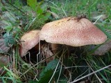 Tricholomopsis rutilans image