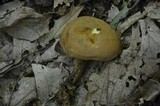 Boletus subtomentosus image
