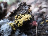 Trichia varia image
