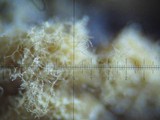 Trichia varia image