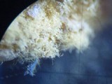 Trichia varia image