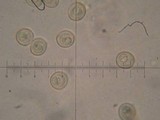 Trichia varia image