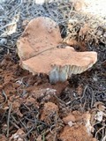 Tricholoma terreum image