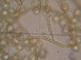 Trichia varia image