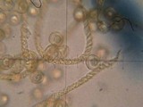 Trichia varia image