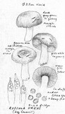 Russula cuprea image