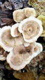 Cerrena unicolor image