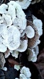 Cerrena unicolor image