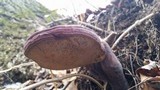Ganoderma curtisii image