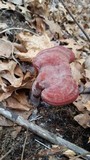 Ganoderma curtisii image