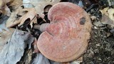 Ganoderma curtisii image