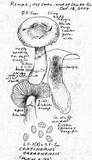 Cortinarius oregonensis image