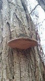 Phellinus robiniae image