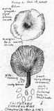 Clitocybe suaveolens image