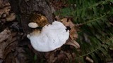 Tyromyces chioneus image