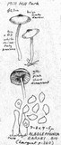 Alboleptonia earlei image
