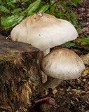 Pluteus petasatus image