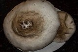 Pluteus petasatus image