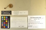 Inocybe sindonia image