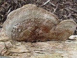 Phellinus gilvus image