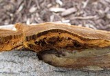 Phellinus gilvus image