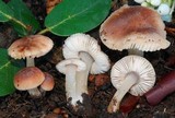 Leucoinocybe lenta image