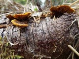 Gloeophyllum sepiarium image