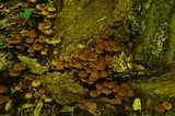 Psathyrella piluliformis image